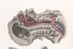 Vintage Surgical Anatomy Illustrations Images Bundle Set 2 Product Image 3