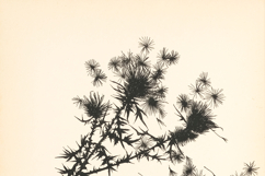 Old Silhouettes of Plants and Birds on Stained Paper Product Image 3