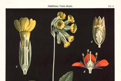 Vintage German Black Botanical Plates Bundle Product Image 3