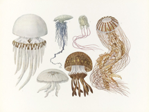Japanese Aquatic Plants and Animals - Old Marine Life Prints Product Image 3