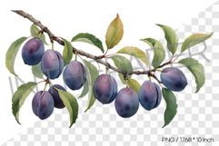 Plums Growing on Tree Branch PNG Clipart Fruit Illustration Product Image 1