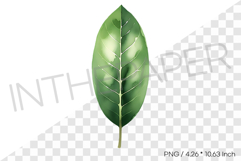 Plumeria Leaf Tropical Summer Clipart Watercolor Illust Product Image 1