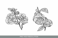 Hand Drawn Camellia Flowers Clipart Product Image 1