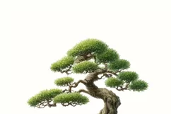 Bonsai Tree Sublimation Print, PNG Digital Downloads Product Image 3