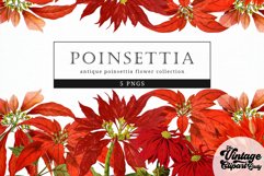 Poinsettia Vintage Floral Botanical Clip Art Product Image 1