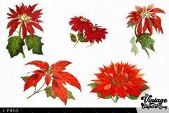 Poinsettia Vintage Floral Botanical Clip Art Product Image 3