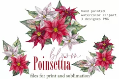 Christmas sublimation PNG Watercolor poinsettia arrangements Product Image 1