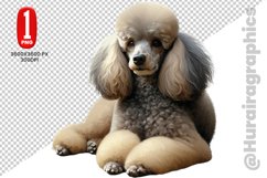 Poodle dog clipart- PNG File Product Image 1