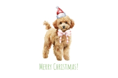 Watercolor Christmas toy poodle clipart. Xmas dogs clip art Product Image 5