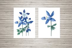 postcard  aquilegia flowers watercolor
