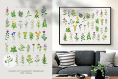 Apothecary Herbs Illustration Set Product Image 12