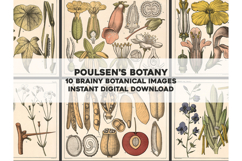10 Danish Dutch Botany Study Restored Images Product Image 1