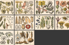 10 Danish Dutch Botany Study Restored Images Product Image 2