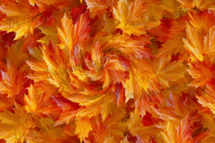 Spiral Autumn Maple Leaves Pattern Background Product Image 1