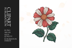 Vintage Daisy Flower Clipart PNG Product Image 1