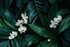 Dark Botanical Foliage with White Floral Accents Background Product Image 1