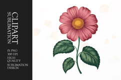 Pink Daisy Flower Clipart PNG Product Image 1