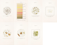7 Vintage Medical Plates from 19th Century Urinalysis Book Product Image 2