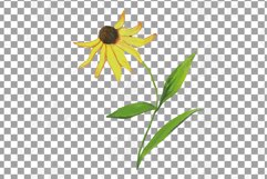 Prairie Grasses and Wildflowers Watercolour decor clip art. Product Image 10