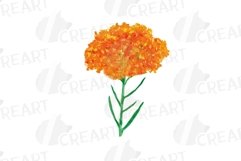 Prairie Grasses and Wildflowers Watercolour decor clip art. Product Image 6