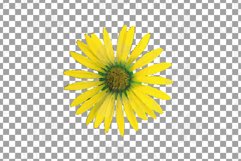 Prairie Grasses and Wildflowers Watercolour decor clip art. Product Image 12