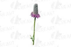 Prairie Grasses and Wildflowers Watercolour decor clip art. Product Image 4