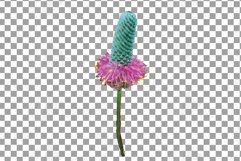 Prairie Grasses and Wildflowers Watercolour decor clip art. Product Image 11
