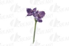 Prairie Grasses and Wildflowers Watercolour decor clip art. Product Image 3