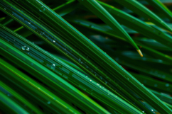 Green Palm Fronds with Drops Background Product Image 1