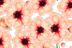 Blush Pink Floral Pattern Background Product Image 1