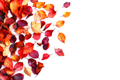 Autumn leaves background Product Image 1