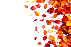 Autumn leaves background Product Image 1