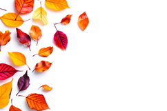 Autumn leaves background Product Image 1