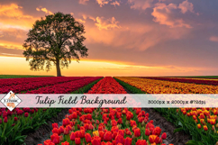 Tulip Field Background jpg | Flower Photos Product Image 1