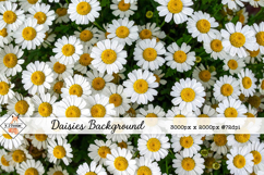 Daisies Background jpg | Flower Photos Product Image 1