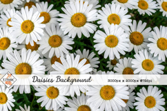 Daisies Background jpg | Flower Photos Product Image 1