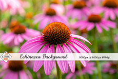 Echinacea Daisy Background jpg | Flower Photos Product Image 1