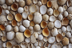 Cockle and Ark Shells Background Wallpaper Product Image 1