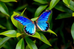 Blue Butterfly With Green Leaves Background Product Image 1