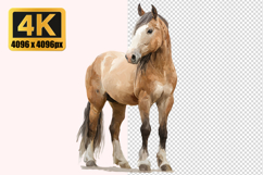 Buckskin Horse Transparent PNG Product Image 1