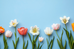 Tulip Flowers Background Wallpaper Product Image 1
