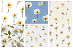 Watercolor Daisy Flower Seamless Pattern and Digital Paper Product Image 2