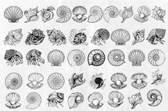 Seashell SVG Bundle Product Image 3