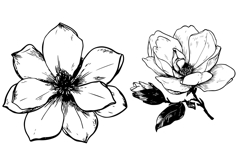 Magnolia SVG - Flowers Line Art SVG Bundle Product Image 4