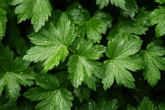 Ribes Americanum Background Wallpaper Product Image 1