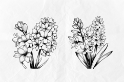 Hyacinth SVG Clipart Set, flowers Product Image 5