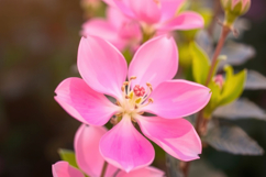 Pink Flower Blooming Background Product Image 1