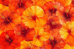 Hibiscus Flowers Background Wallpaper Product Image 1