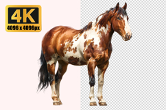 American Paint Horse Transparent PNG Product Image 1