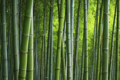 Green Bamboo Stalk Background Product Image 1
